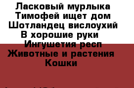 Ласковый мурлыка  Тимофей ищет дом. Шотландец вислоухий. В хорошие руки. - Ингушетия респ. Животные и растения » Кошки   